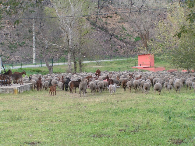 les moutons tondent ... Pict0317