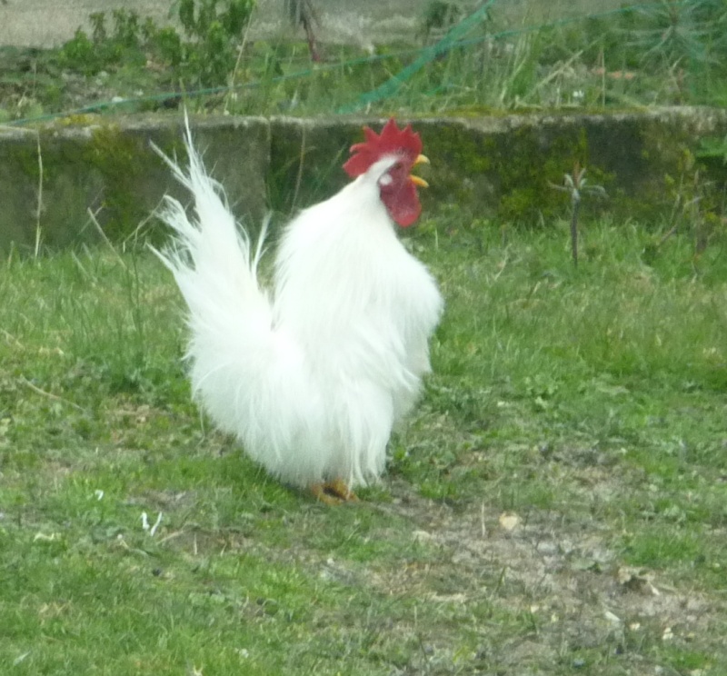 Poules pondeuses ou poules de reformes (47) P1120414