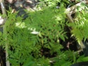 Datisca cannabina Comice36