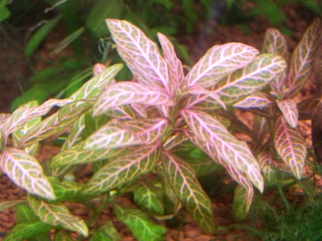 Hygrophila Polysperma 100_0819