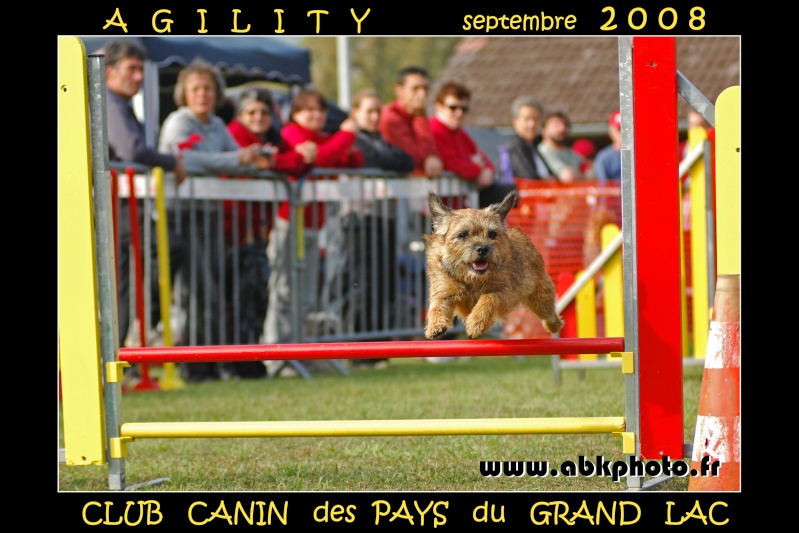 Photos d'agility - Page 2 Satine10