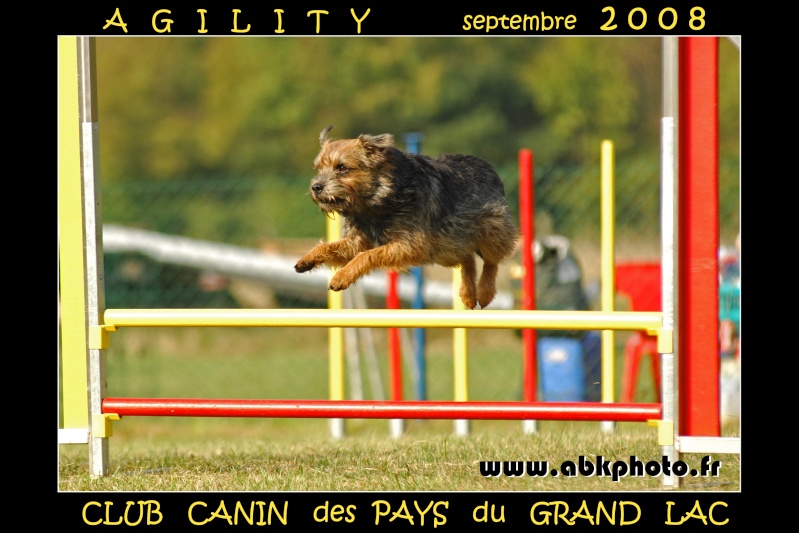 Photos d'agility - Page 2 Vic_0210
