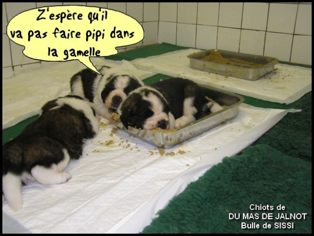 Commentaire humoristique n°40 - DARWIN Chiots10