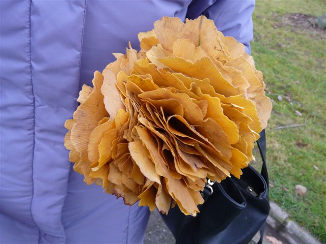 Le Ginkgo biloba 2_dec_14