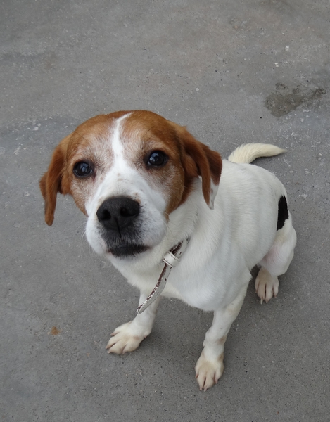 PERDU du côté de Marquise dpt 59..........CAMERON - beagle 4 ans - Asso Vagabond  Dsc01312