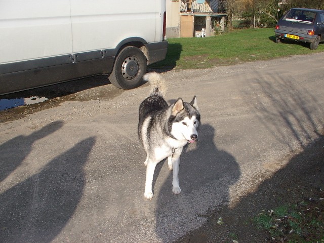 BAÏKAL - husky gris loup dans le Lot 15nov012