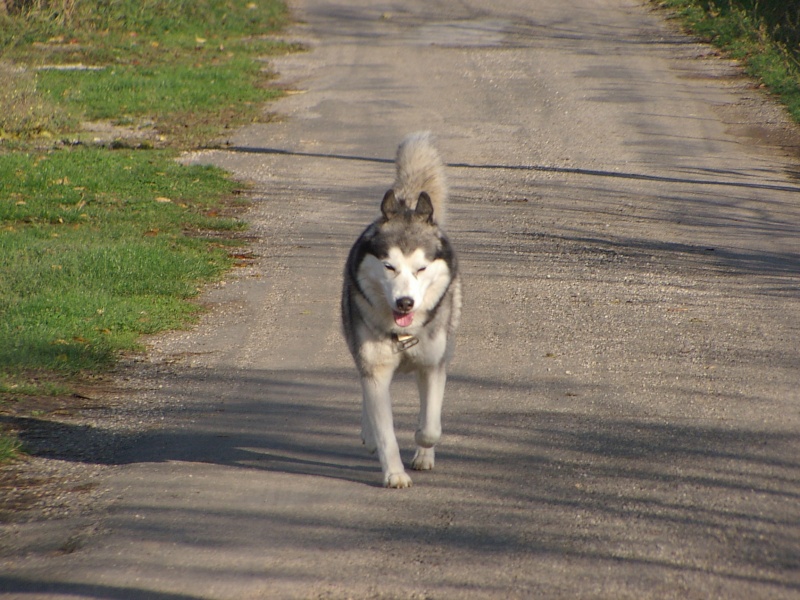 BAÏKAL - husky gris loup dans le Lot 15nov013