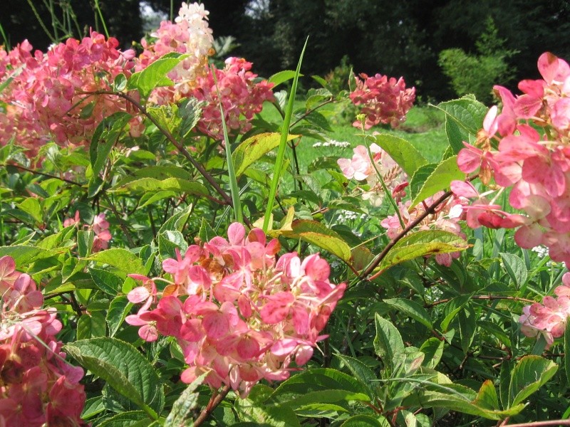 Hydrangea paniculata Vanille et Fraise ( Vanilla Strawberry ) - Page 2 Img_8710