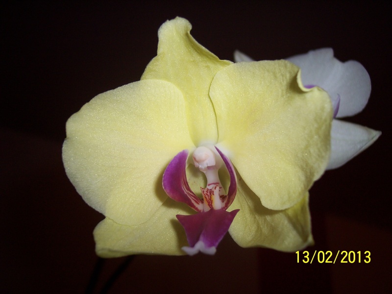Phalaenopsis hybride jaune 100_9019