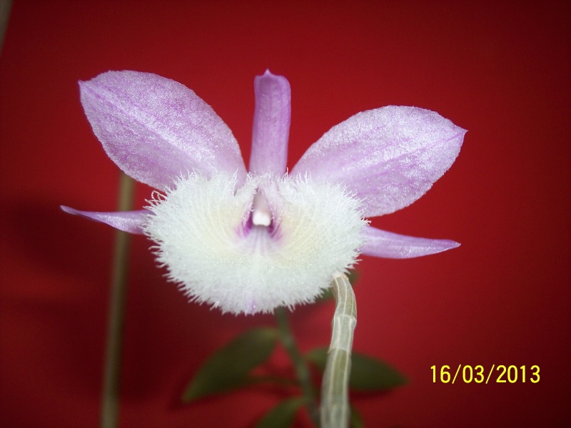 Dendrobium aphyllum 100_9323