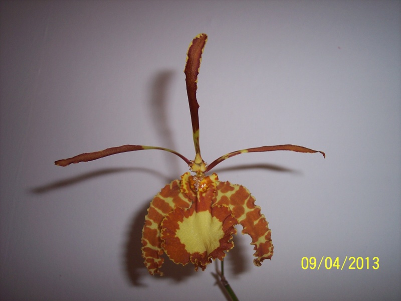 Psychopsis butterfly 100_9425