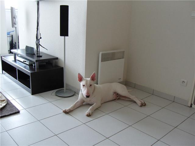 HUGO BULL TERRIER BLANC DE 12 MOIS (28) Hugo310