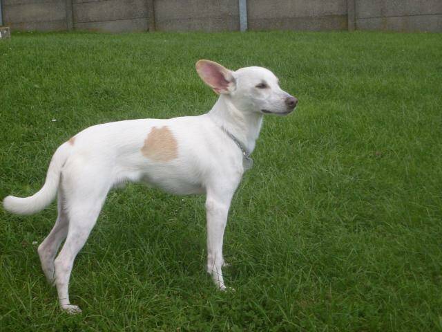 Roméo adorable petit CDR beige et blanc de 2 ans (Belgique) Romao10