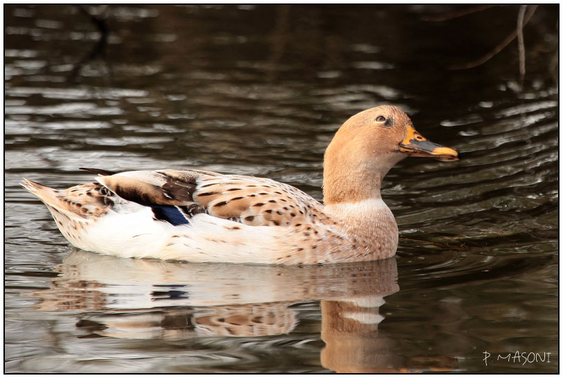 Les canards - Page 2 Pma10536