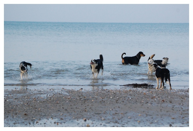 Sur la plage avec 10 chiens 112