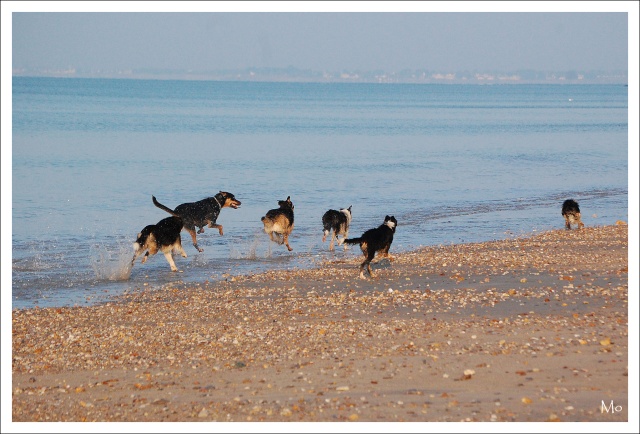 Sur la plage avec 10 chiens 3410