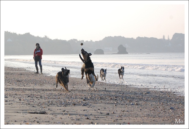 Sur la plage avec 10 chiens 3510