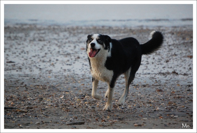 Sur la plage avec 10 chiens 611