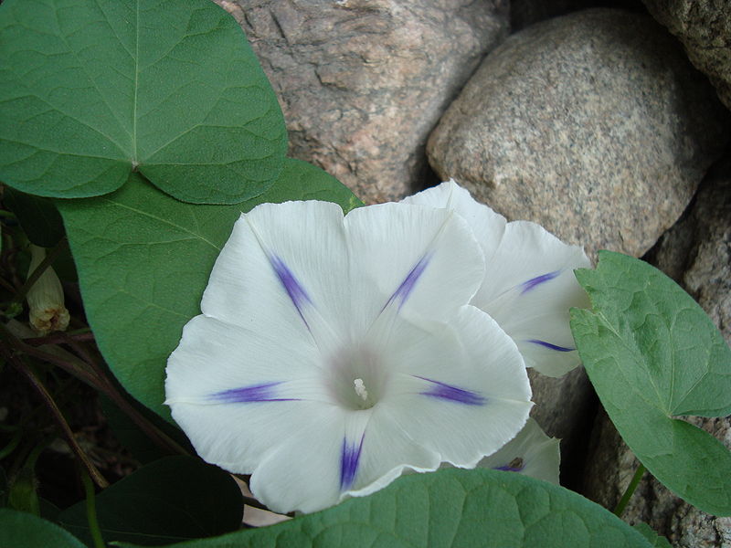 Ipomoea purpurea "blanche" 800px-10