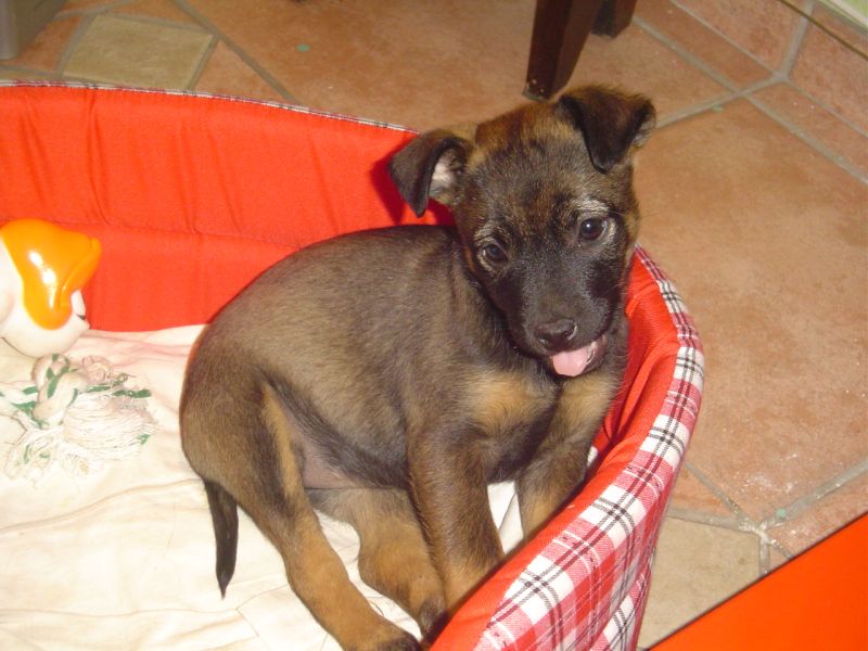 Dora, chiot de 3 mois femelle, fille de FIFI/Résumé de son Adoption 2008 Dora3_10