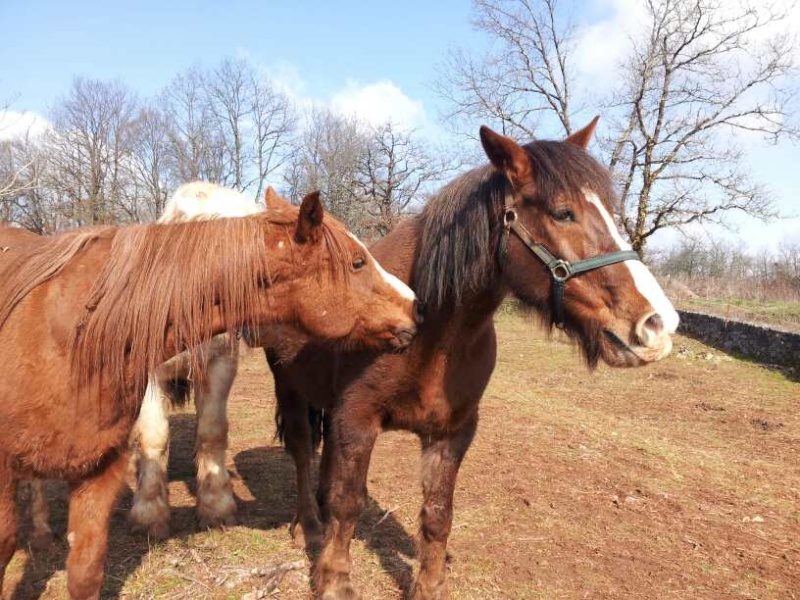 Javel, hongre mérens 15 ans adopté par Nessness 20130322