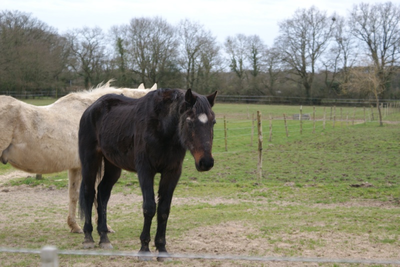 Quitus, 29 ans, adopté en 1999 Dsc05710