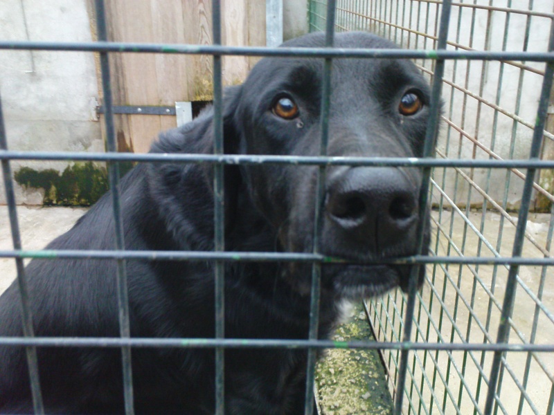 SOLO x labrador 5 ans (4 ans de refuge) Spa d'Evreuxc (27)  21122019