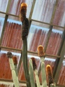 Pachycereus militaris Pachyc10