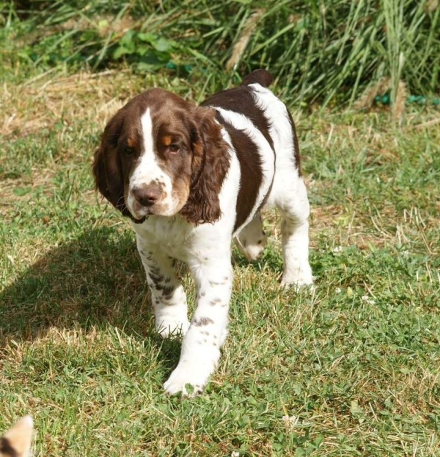 DROOPY, Springer spaniel mâle trico, 3 mois, dépt 77 Droopy10