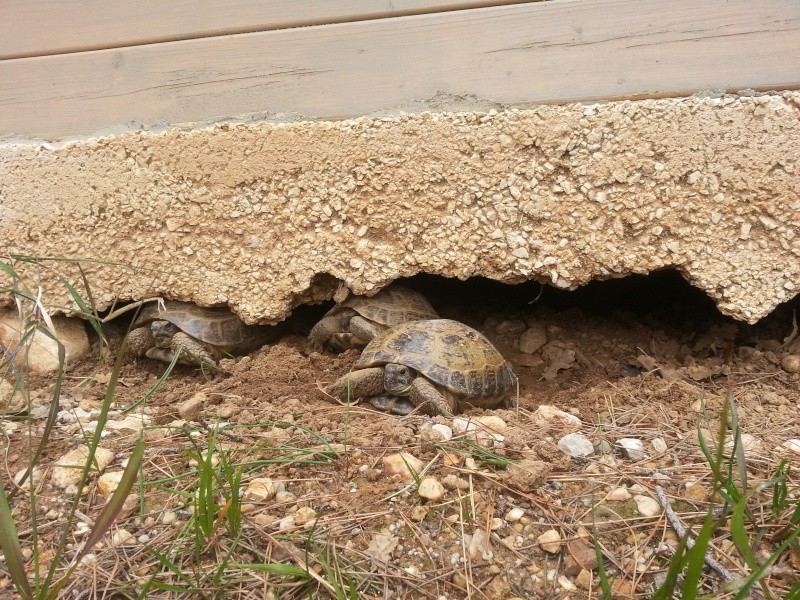 sortie d'hibernation des tortues des steppes 20130311