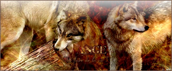~Wolf'Ange~ Ange_12