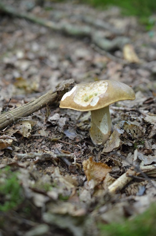 Boletus aestivalis Dsc_0012