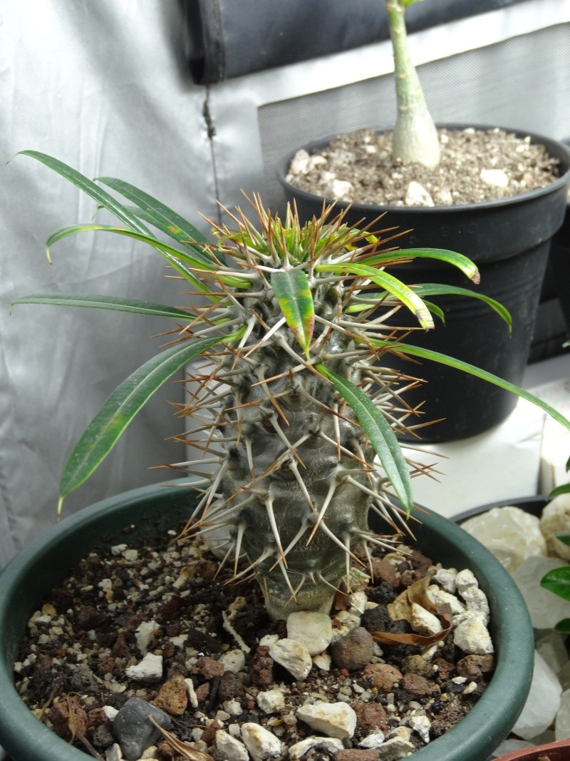 PACHYPODIUM LAMEREI  Dsc01324