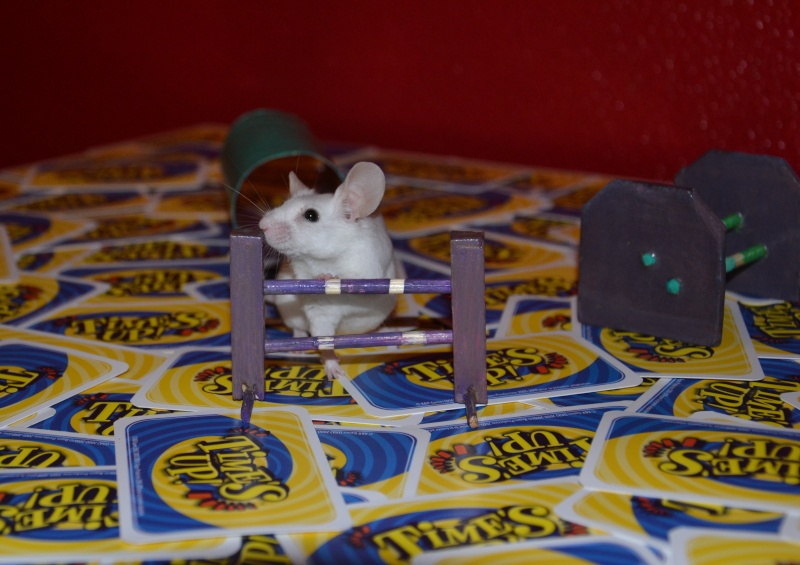 [Septembre 2013] Les souris et les jeux Concou10