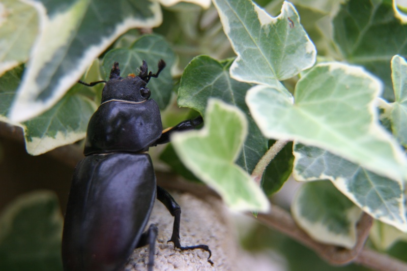 [Lucanus cervus] grosse bébète   Img_9316