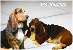 créer un forum : basset hound aventures - Portail P00010