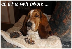 créer un forum : basset hound aventures - Portail P000610