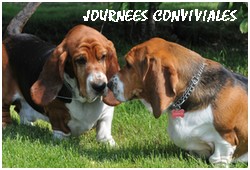 créer un forum : basset hound aventures - Portail P001010