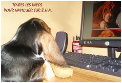 créer un forum : basset hound aventures - Portail P00110