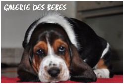 créer un forum : basset hound aventures - Portail P00410