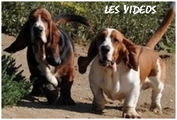 créer un forum : basset hound aventures - Portail P00510