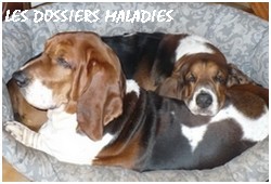 créer un forum : basset hound aventures - Portail P00710