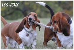 créer un forum : basset hound aventures - Portail P01310