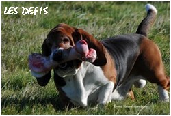 créer un forum : basset hound aventures - Portail P01610