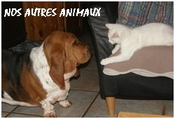 créer un forum : basset hound aventures - Portail P01810