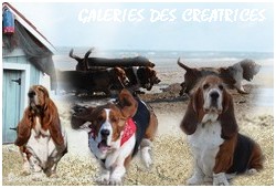 créer un forum : basset hound aventures - Portail P02110