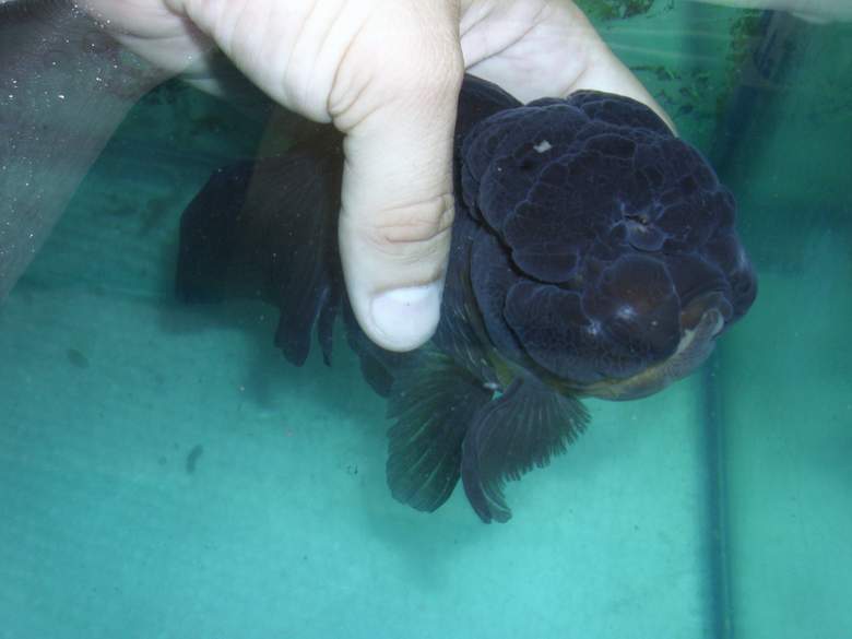 GOLDFISH ORANDA ENFERMO 238