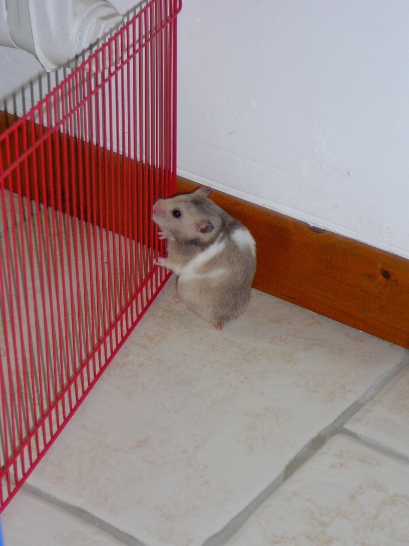 Mon cherii nouga ( hamster ) 10308210