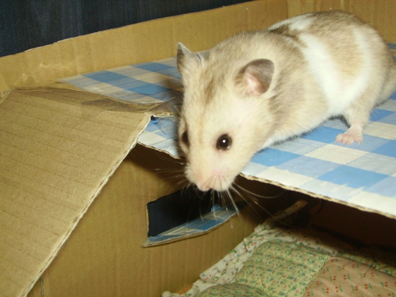 Mon cherii nouga ( hamster ) Imgp4810