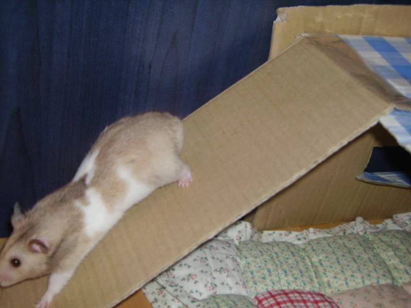 Mon cherii nouga ( hamster ) Imgp4811